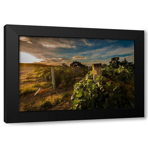 Morning light on rows of merlot Black Modern Wood Framed Art Print by Duval, Richard