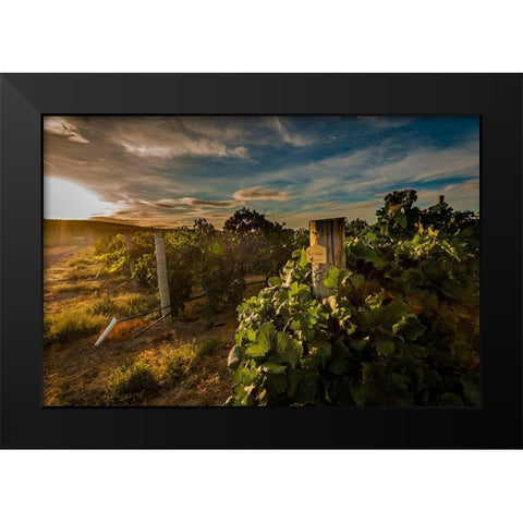 Morning light on rows of merlot Black Modern Wood Framed Art Print by Duval, Richard