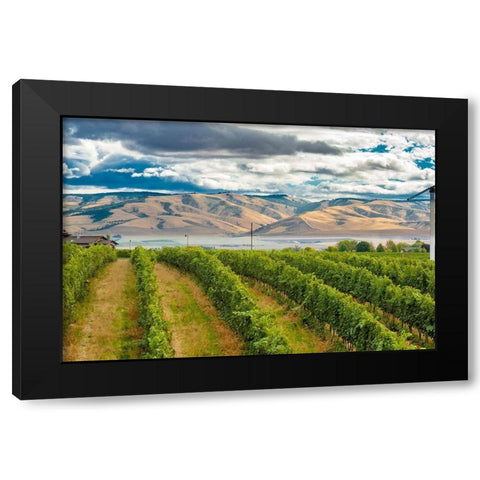 Washington State-Walla Walla Pepper Bridge Vineyard with Blue Mountains in the background Black Modern Wood Framed Art Print with Double Matting by Duval, Richard