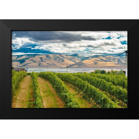 Washington State-Walla Walla Pepper Bridge Vineyard with Blue Mountains in the background Black Modern Wood Framed Art Print by Duval, Richard