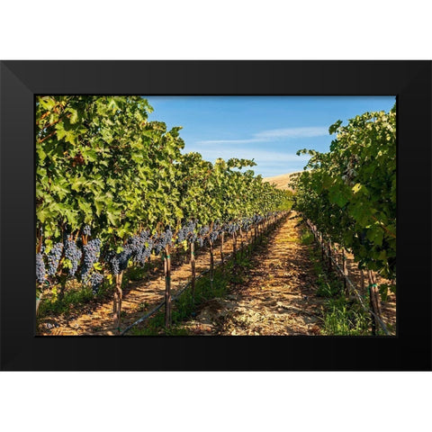 Washington State-Red Mountain A row of Cabernet Sauvignon grapes in a vineyard in Yakima Valley Black Modern Wood Framed Art Print by Duval, Richard