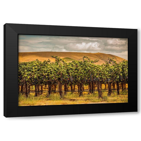 Washington State-Red Mountain Cabernet Sauvignon  Black Modern Wood Framed Art Print by Duval, Richard