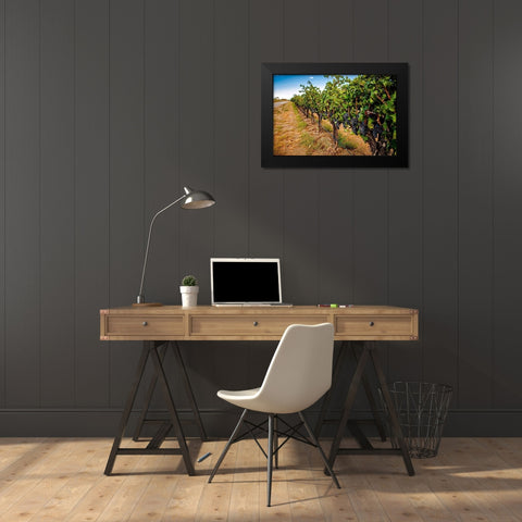 Washington State-Red Mountain Cabernet Sauvignon in Yakima Valley vineyard Black Modern Wood Framed Art Print by Duval, Richard