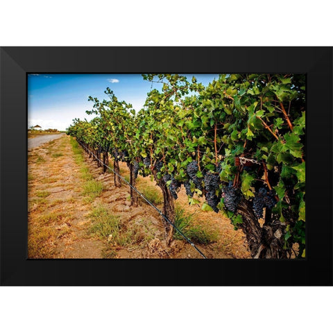 Washington State-Red Mountain Cabernet Sauvignon in Yakima Valley vineyard Black Modern Wood Framed Art Print by Duval, Richard