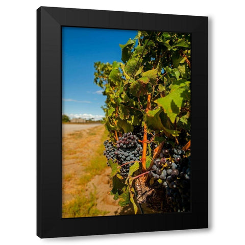 Washington State-Red Mountain Cabernet Sauvignon in Yakima Valley vineyard Black Modern Wood Framed Art Print by Duval, Richard