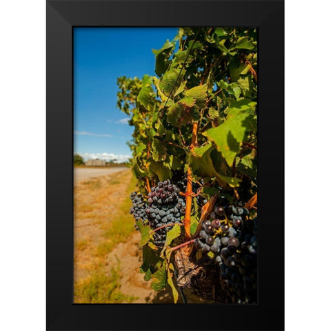 Washington State-Red Mountain Cabernet Sauvignon in Yakima Valley vineyard Black Modern Wood Framed Art Print by Duval, Richard