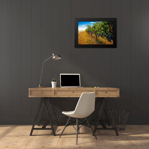Washington State-Red Mountain Cabernet Sauvignon in Yakima Valley vineyard Black Modern Wood Framed Art Print by Duval, Richard