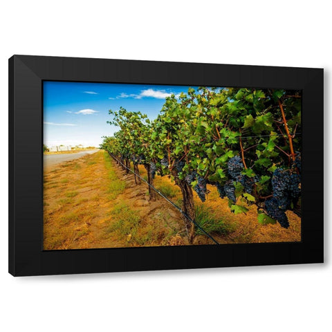 Washington State-Red Mountain Cabernet Sauvignon in Yakima Valley vineyard Black Modern Wood Framed Art Print with Double Matting by Duval, Richard