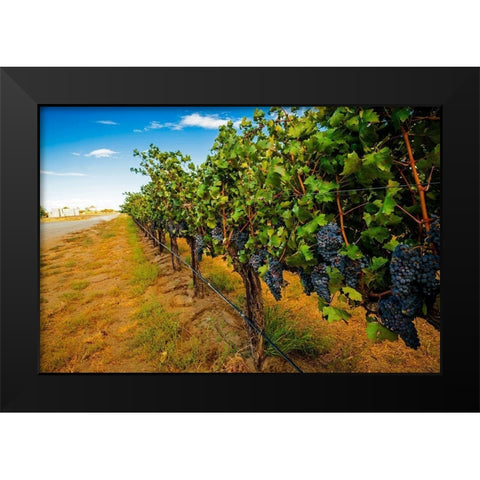 Washington State-Red Mountain Cabernet Sauvignon in Yakima Valley vineyard Black Modern Wood Framed Art Print by Duval, Richard