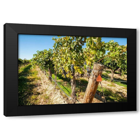 Washington State-Columbia Valley Old vine cabernet at Gamache Vineyard Black Modern Wood Framed Art Print by Duval, Richard
