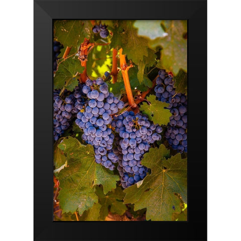 Washington State-Walla Walla Clusters of Cabernet Sauvignon gather sunlight hours before harvest Black Modern Wood Framed Art Print by Duval, Richard