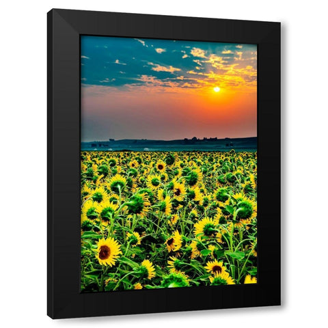 Washington State-Pasco Misty dawn morning on a sunflower fieldin Central Washington Black Modern Wood Framed Art Print with Double Matting by Duval, Richard