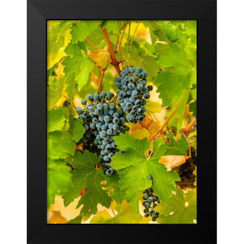 Washington State-Red Mountain Clusters of Syrah grapes in Yakima Valley vineyard Black Modern Wood Framed Art Print by Duval, Richard