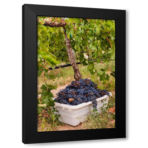 Washington State-Pasco A bin of merlot grapes at harvest Black Modern Wood Framed Art Print by Duval, Richard