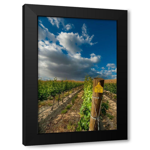 Washington State-Red Mountain Moring sun on row of Cabernet Sauvignon in a Red Mountain vineyard Black Modern Wood Framed Art Print with Double Matting by Duval, Richard