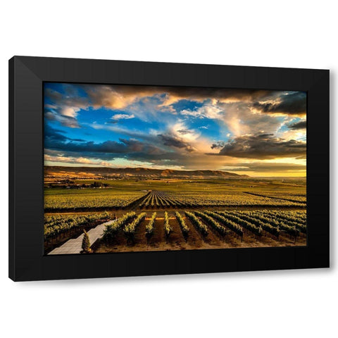 Washington State-Red Mountain Red Mountain vineyards at dusk with dramatic sky Black Modern Wood Framed Art Print by Duval, Richard