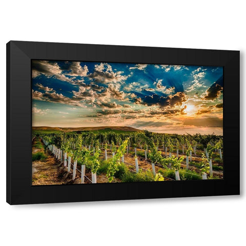 Washington State-Yakima Valley Sunrise on a Red Mountain vineyard Black Modern Wood Framed Art Print with Double Matting by Duval, Richard