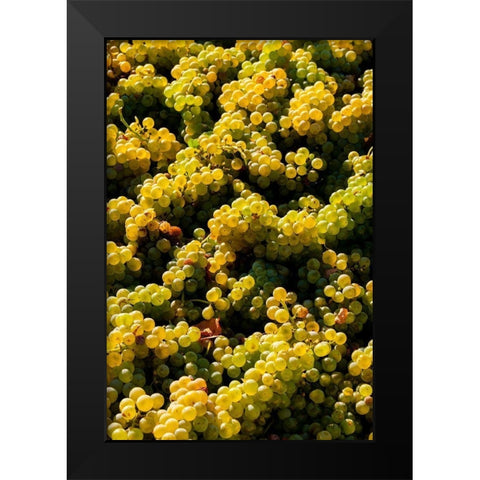 Washington State-Red Mountain Bin of Sauvignon Blanc grapes from Quintessence Vineyard at harvest Black Modern Wood Framed Art Print by Duval, Richard