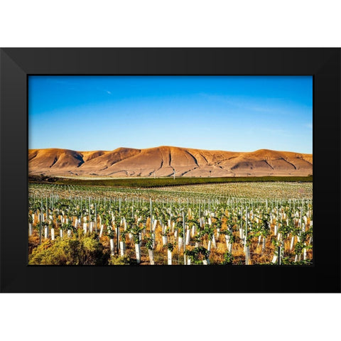 Washington State-Red Mountain New vine planting in a vineyard on Red Mountain Black Modern Wood Framed Art Print by Duval, Richard