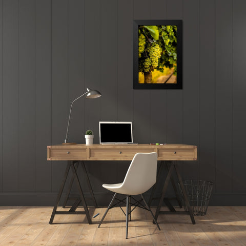 Washington State-Pasco Clusters of Sauvignon Blanc grapes Black Modern Wood Framed Art Print by Duval, Richard