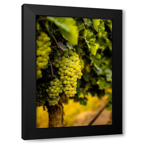 Washington State-Pasco Clusters of Sauvignon Blanc grapes Black Modern Wood Framed Art Print by Duval, Richard