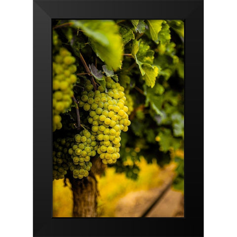 Washington State-Pasco Clusters of Sauvignon Blanc grapes Black Modern Wood Framed Art Print by Duval, Richard