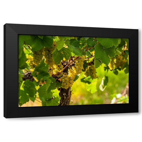 Washington State-Pasco Clusters of Sauvignon Blanc grapes Black Modern Wood Framed Art Print by Duval, Richard