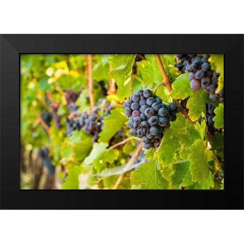 Washington State-Yakima Valley Clusters of Grenache grapes in a Yakima Valley vineyard Black Modern Wood Framed Art Print by Duval, Richard