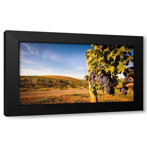Washington State-Yakima Valley Clusters of Cabernet Sauvignon at Yakima Valley vineyard Black Modern Wood Framed Art Print with Double Matting by Duval, Richard