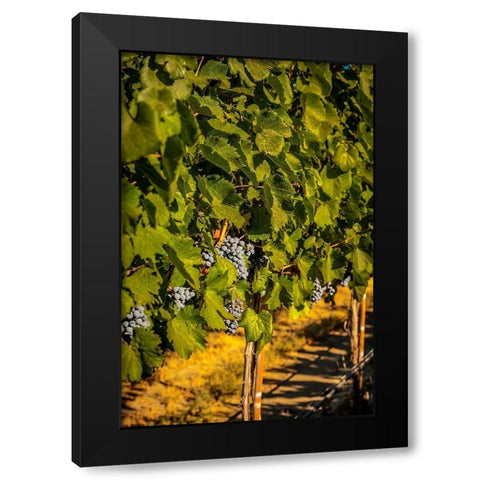 Washington State-Zillah Harvest of rows of Cabernet Sauvignon in a Yakima Valley vineyard Black Modern Wood Framed Art Print by Duval, Richard