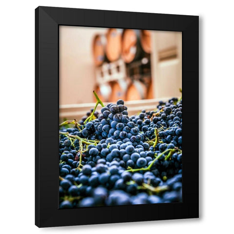 Washington State-Woodinville Clusters of Cabernet Sauvignon sit in bins in a winery Black Modern Wood Framed Art Print by Duval, Richard