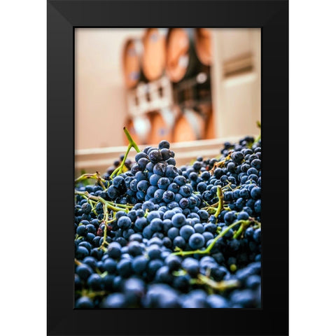 Washington State-Woodinville Clusters of Cabernet Sauvignon sit in bins in a winery Black Modern Wood Framed Art Print by Duval, Richard