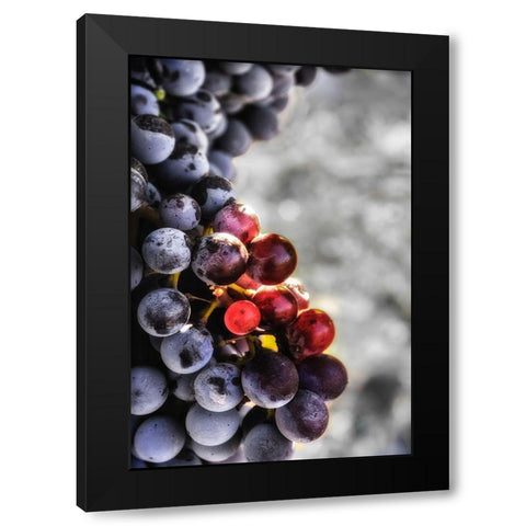 Yakima Valley Tempranillo grapes in the last stages of veraison-the ripening process Black Modern Wood Framed Art Print with Double Matting by Duval, Richard