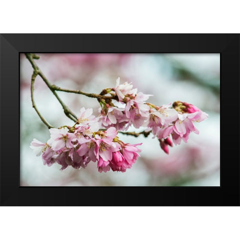 Washington State-Bellevue Cherry blossoms Black Modern Wood Framed Art Print by Tilley, Rob