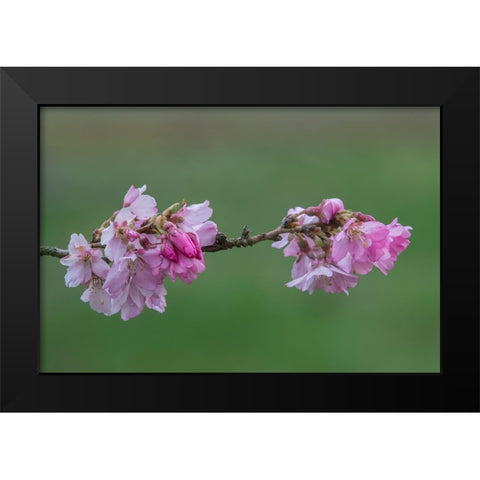 Washington State-Bellevue Cherry blossoms Black Modern Wood Framed Art Print by Tilley, Rob