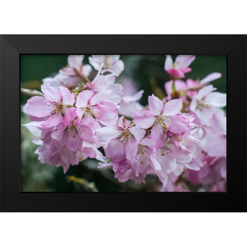 Washington State-Bellevue Cherry blossoms Black Modern Wood Framed Art Print by Tilley, Rob