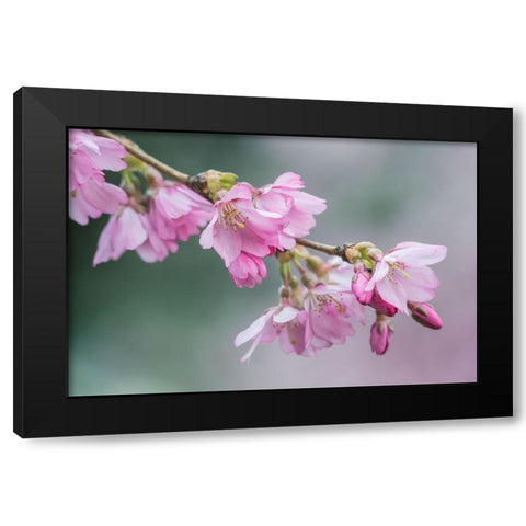 Washington State-Bellevue Cherry blossoms Black Modern Wood Framed Art Print by Tilley, Rob