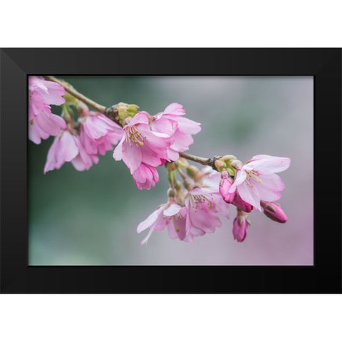 Washington State-Bellevue Cherry blossoms Black Modern Wood Framed Art Print by Tilley, Rob