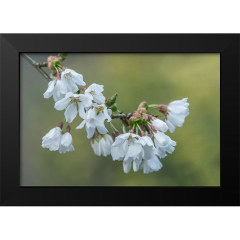 Washington State-Bellevue Cherry blossoms Black Modern Wood Framed Art Print by Tilley, Rob