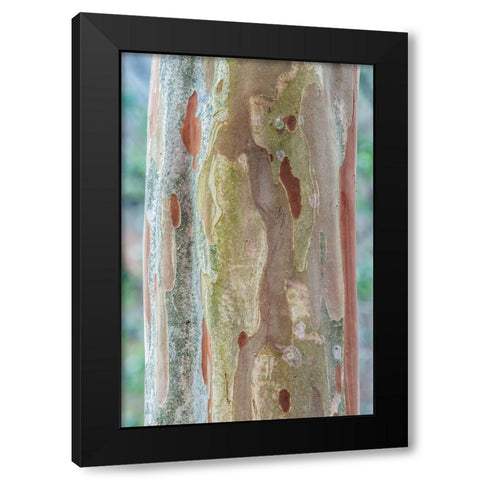 Washington State-Bellevue Crape Myrtle trunk Black Modern Wood Framed Art Print by Tilley, Rob