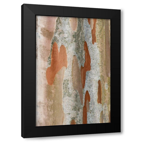 Washington State-Bellevue Crape Myrtle trunk Black Modern Wood Framed Art Print with Double Matting by Tilley, Rob