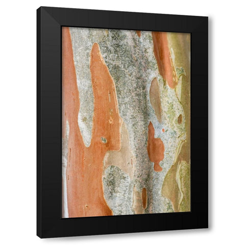 Washington State-Bellevue Crape Myrtle trunk Black Modern Wood Framed Art Print with Double Matting by Tilley, Rob