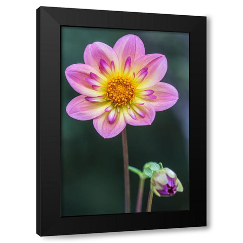 Washington State-Bellevue Dahlia Black Modern Wood Framed Art Print with Double Matting by Tilley, Rob