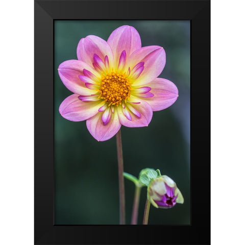 Washington State-Bellevue Dahlia Black Modern Wood Framed Art Print by Tilley, Rob