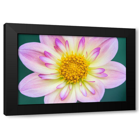 Washington State-Bellevue Dahlia Black Modern Wood Framed Art Print by Tilley, Rob