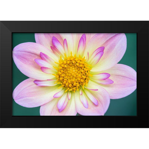 Washington State-Bellevue Dahlia Black Modern Wood Framed Art Print by Tilley, Rob