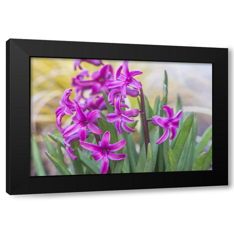 Washington State-Bellevue Hyacinth Black Modern Wood Framed Art Print by Tilley, Rob