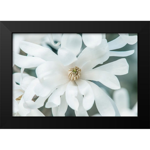Washington State-Bellevue Star magnolia Black Modern Wood Framed Art Print by Tilley, Rob