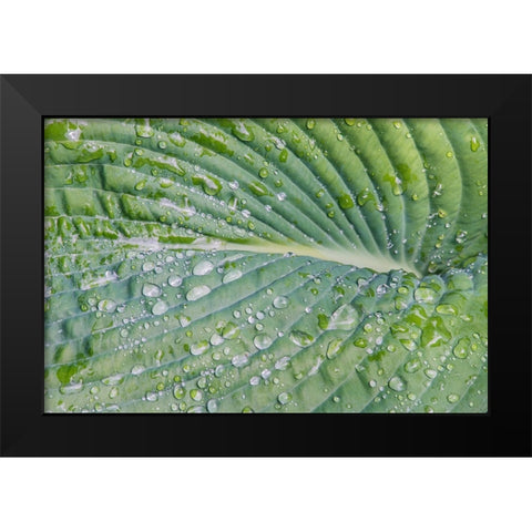 Washington State-Bellevue Water drops on hosta Black Modern Wood Framed Art Print by Tilley, Rob