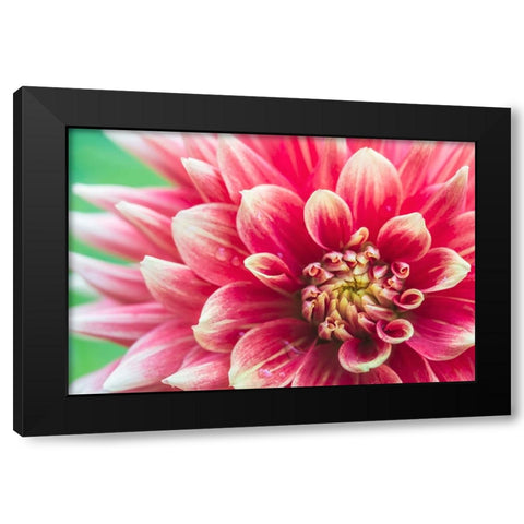 Washington State-Seattle Dahlia Black Modern Wood Framed Art Print with Double Matting by Tilley, Rob